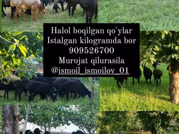 كبش, الأغنام