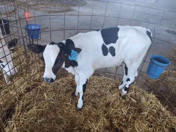 Бух, Russian Black pied cattle