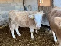 母牛, Charolais cattle — 照片 2