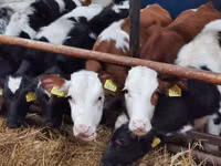 Cattle (batch, sex not specified), Simmental cattle — photo 1