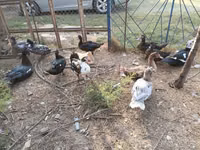 Ducks — الصورة 4
