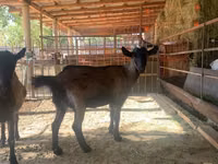 बकरी, Czech Brown Shorthaired goats — फ़ोटो 2
