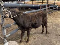 Bull, Belgian Blue — photo 5