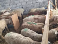 母羊, Beulah Speckled face sheep — 照片 8