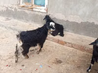 Goats (batch, sex not specified), Goats — photo 2