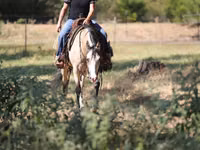 Mare, Quarter Horse — photo 5