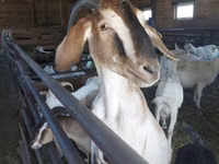Ямаа, Nubian Goat — 1 зураг