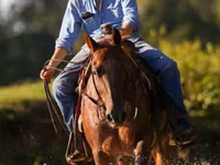 घोड़ा, Quarter Horse — फ़ोटो 4