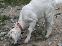 Schaf, Tian-Shan semifinewool sheep — Foto 2