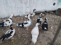 Ducks — photo 5