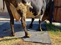 Vaca, Raza Alatau — foto 4