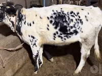 Cow, Russian Black pied cattle — photo 4