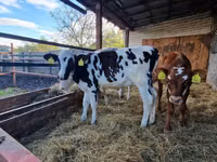 بقرة, Russian Black pied cattle — الصورة 2