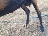 Ямаа, Alpine goat — 4 зураг