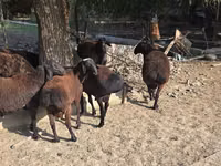 Widder, Blackheaded Persian sheep — Foto 3