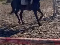 Horse (M), Hungarian horse breed — photo 1