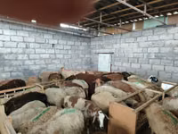 Sheep, Sheep — photo 5