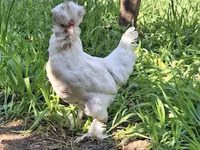 Chickens — Foto 1