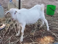 बकरी, Saanen goat — फ़ोटो 1
