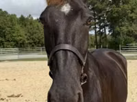 Азаргагүй морь, Percheron — 3 зураг