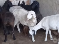 मेढ़ा, भेड़ — फ़ोटो 2