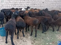 Widder, Blackheaded Persian sheep — Foto 2