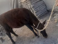 Cattle (batch, sex not specified), Cattle — photo 2