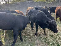 Bulle, Aberdeen-Angus — Foto 2