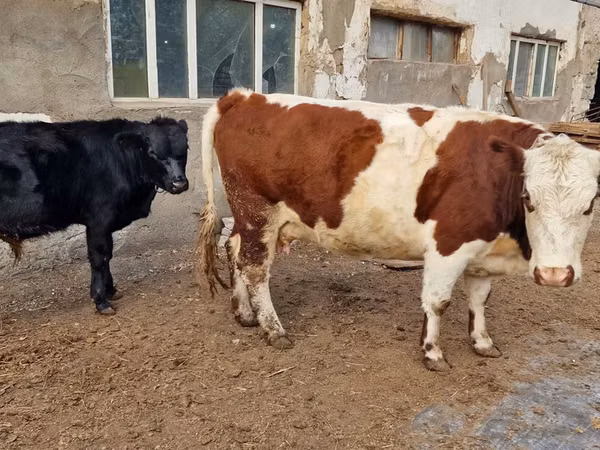 بقرة, Swiss cattle