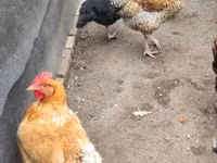 Australorp — photo 2
