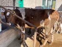 Kuh, Simmental cattle — Foto 3