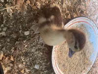 Ducks — 照片 3