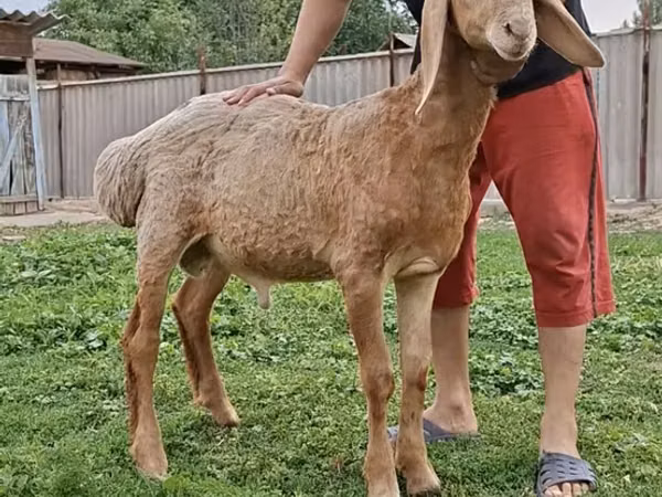 Widder, Arashan sheep
