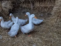 American Pekin — photo 2