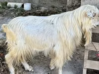 Ямаа, Irish goat — 2 зураг