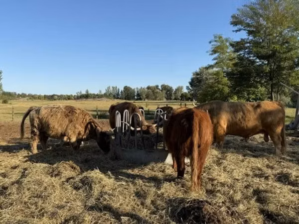 Cow, Highland