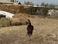 Chickens — 4 зураг