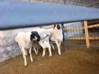 Ram, Rhon sheep — photo 3