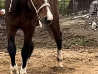 घोड़ा, Arabian horse — फ़ोटो 4