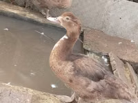 Ducks — photo 2