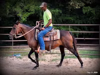 घोड़ी, Quarter Horse — फ़ोटो 6