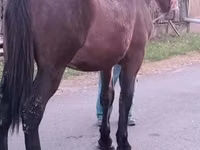 Horse (M), Horses — photo 1