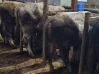 सांड, कराकु — फ़ोटो 7
