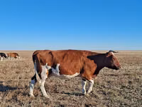 بقرة, Simmental cattle — الصورة 2