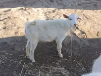बकरी, Saanen goat — फ़ोटो 3