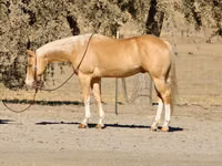 Hengst, Quarter Horse — Foto 1