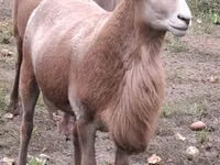 Хуц, Katum sheep — 6 зураг