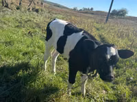 بقرة, Russian Black pied cattle — الصورة 2