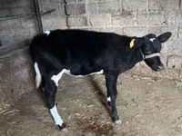 牛只（批次，未指定性别）, Russian Black pied cattle — 照片 6