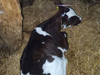 ثور, Russian Black pied cattle — الصورة 4